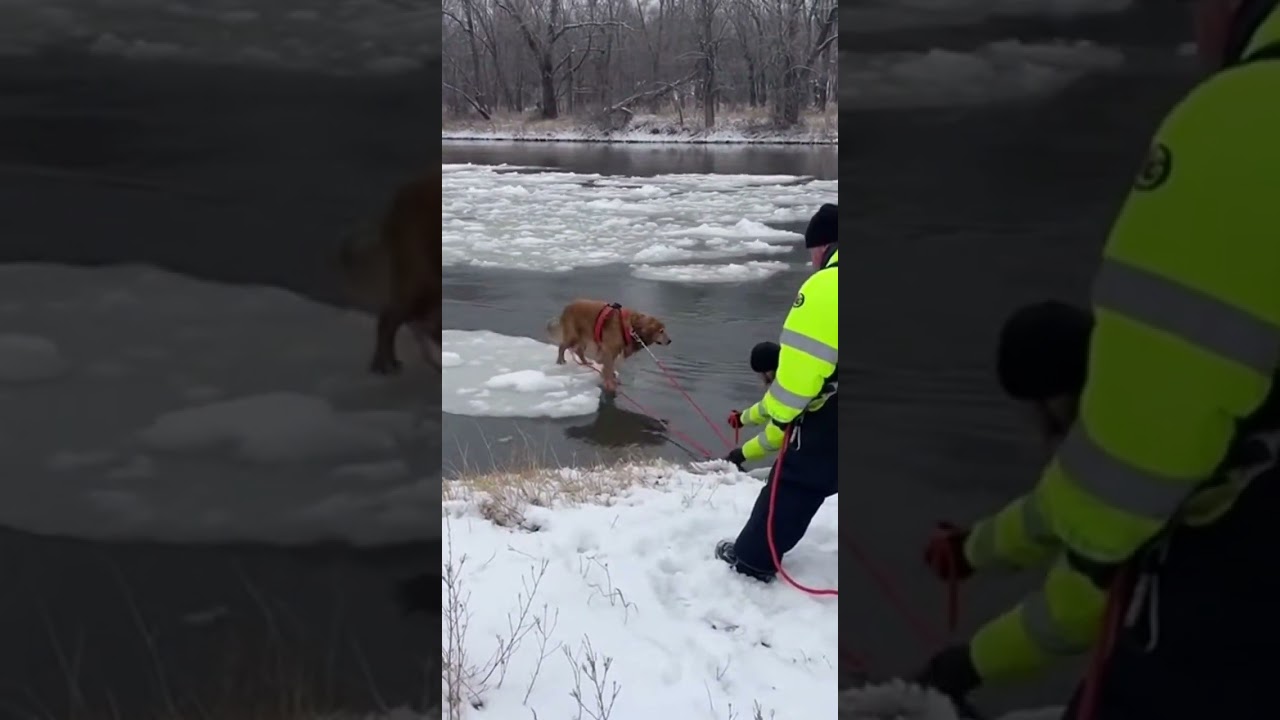 Добрые люди спасли жизнь собаке | Истории о добрых собаках 