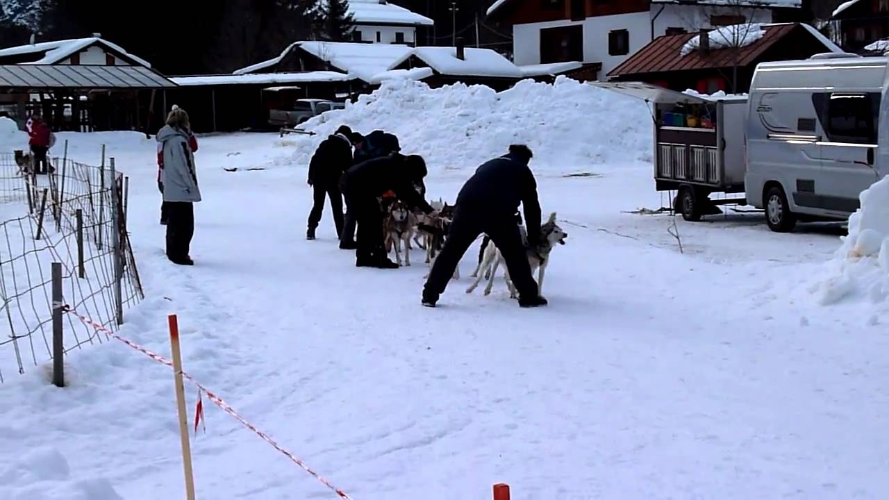 Siberian Husky start Palus S.Marco