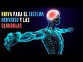 Kriya para el Sistema Nervioso, Balance Glandular y para que respiren los Poros.