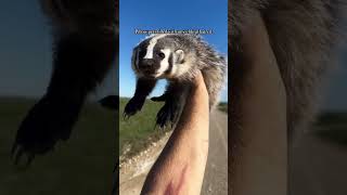 Would you trust a friendly badger?🦡🥹#badger #badgers #wildlife #animals #fyp