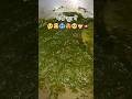 #youtubeshorts #ytshorts #likes#newcreator #shortvideos #viralcontent#viralshort #funny#palak paneer