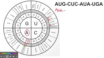 How to Use a Codon Wheel by Super Mario