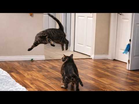 Cats Being Unhinged thumbnail