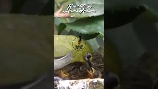 Download Lagu Momen Langka dan Viral Burung Kacial Kuning Meloloh Anaknya #kicaumania #alamindonesia #kacialkuning MP3