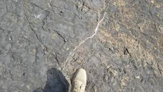 Dinosaur tracks in Culpeper, VA