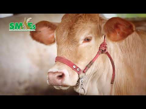 KU Beef โคขุนจากงานวิจัยเพื่อคนไทย