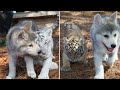 This Baby Wolf And Baby Tiger Became Bffs, Proving That Anything Is Possible!