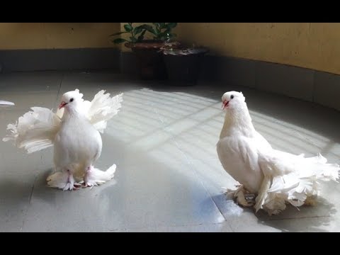 Fantail pigeons flying  laka pigeons flying