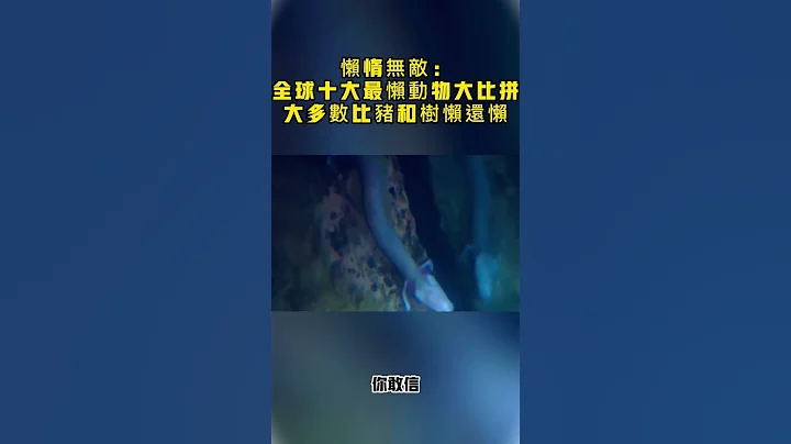 懶惰無敵：全球十大最懶動物大比拼，大多數比豬和樹懶還懶懶惰無敵：全球十大最懶動物大比拼，大多數比豬和樹懶還懶 - 天天要聞