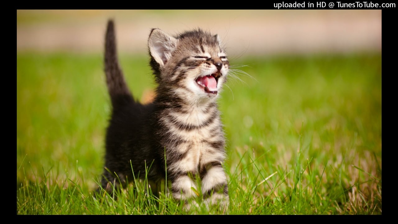 vinso x robloxcore x digicore x afflicted x greentop type beat