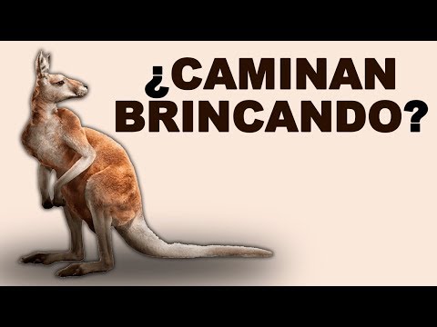 🦘 ¿Dónde VIVEN los CANGUROS y de Qué se ALIMENTAN Estos HERBÍVOROS? - Animales Salvajes