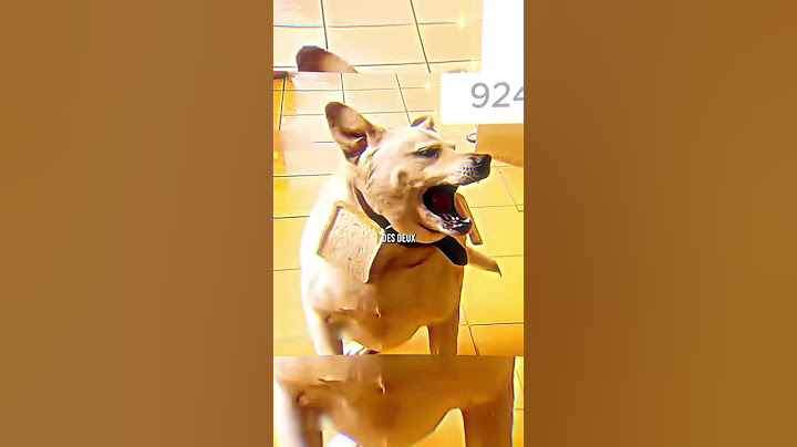 😭 Lucky le chien…