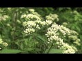 ポール・スミザー　Eupatorium chinense　　ヒヨドリバナ