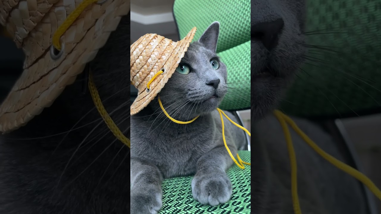 Meowcation Mode On 🏖 ☀️ 