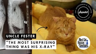 From Blind Street Survivor to Cuddle King: Meet Uncle Fester! by Supakit 370 views 10 months ago 2 minutes, 30 seconds