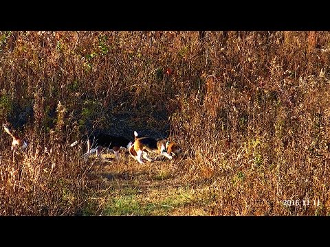 Skyview's Beagles Rabbit Hunting Day The Scent Was Just To Easy For The ...