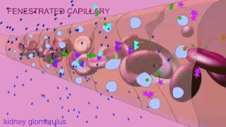FENESTRATED CAPILLARIES