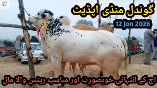 Gondal Mandi Today Update Gondal Mandi K Beautifull Janwarqurbani 2026 Collection