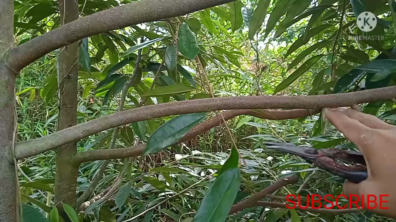 pemangkasan cabang JANTAN pohon durian