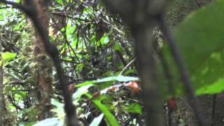 Blue-Backed Manakin Chiroxiphia Pareola Display Dance - Tiputini Biodiversity Station, Ecuador