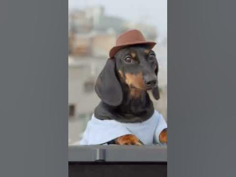 Perro con sombrero tocando piano #viral - YouTube