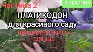 Платикодон для красивого саду. Вирощування з насіння. Частина 2