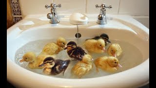 Cute Funny Duck Videos Compilation, Ducklings Following Human Baby Ducks Following Me Running Eating
