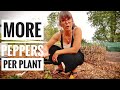 #1 Tip To Maximize Your Pepper Harvest | Morning Farm Chores