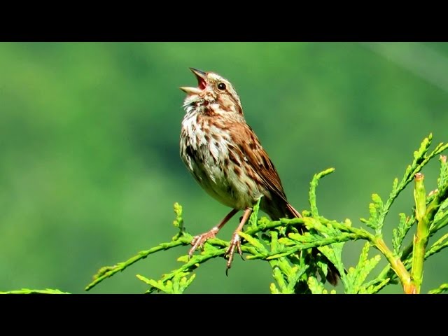 Song Sparrow Singing a Song class=