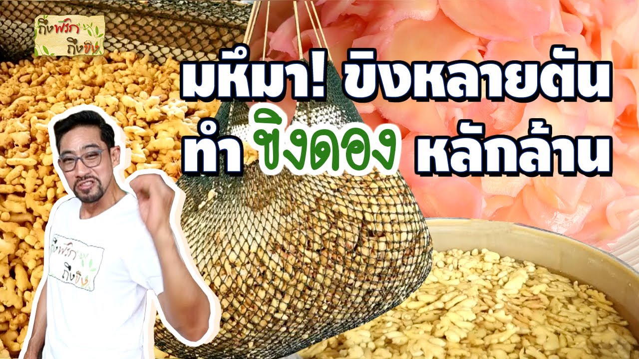 Огромные!! Тонны имбиря, чтобы сделать маринованный имбирь ценой в миллионы! К чили, к имбирю.