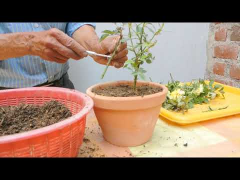 poda y siembra de esquejes de rositas 1