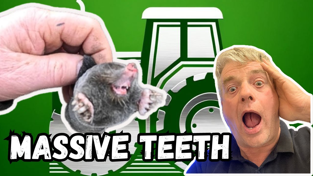 Ultimate Guide: Setting Mole Traps Scissor Style for Farm Success We Catch them In Just 3 Days.