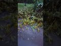 After the hailstorm in berlin today. #berlin #unwetter #gewitter