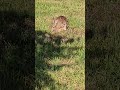 I'm still very hungry!!I ❤️ this wild rabbit Vancouver Canada 🇨🇦 #3