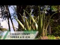 Circular economy through aloe vera - TvAgro By Juan Gonzalo Angel