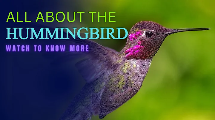 All About Hummingbird facts || The Smallest Bird Species #hummingbirds