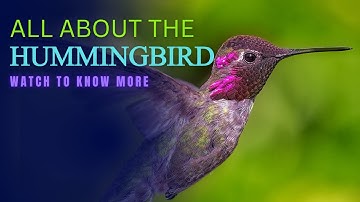 All About Hummingbird facts || The Smallest Bird Species #hummingbirds