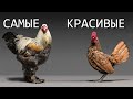 Самые красивые породы кур 2020 года. Выставка птицеводства "Гордость России".