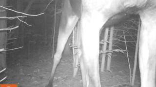 Moose, Sniff