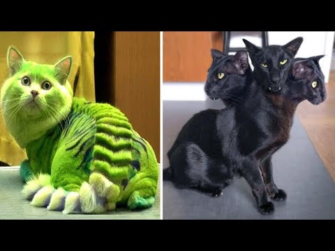 Video: Neden Asla Kedileri Yasaklamadıysanız