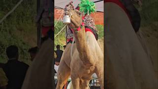Download Lagu Unt ne muh se uthayi ketli #unt #camels MP3 Download Lagu Unt ne muh se uthayi ketli #unt #camels MP3