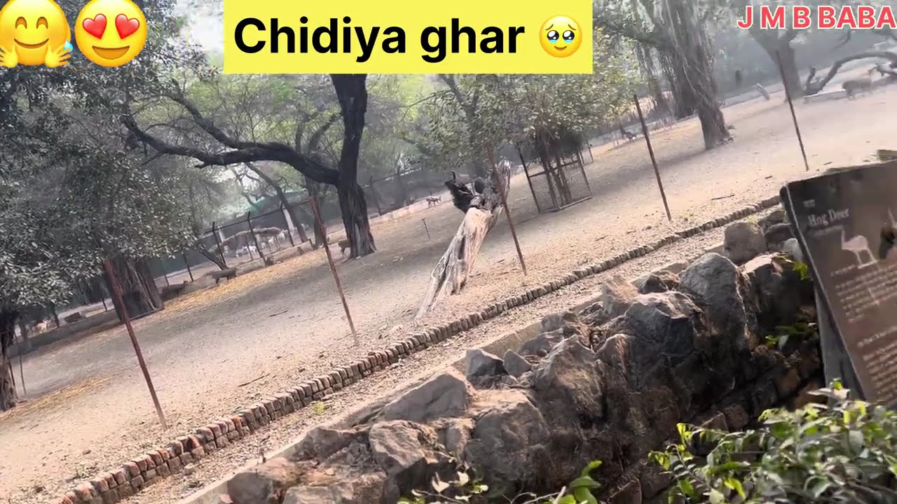Chidiya ghar 🥹 Expose video  😊 enjoy this video 