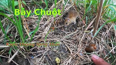 Thử Bẫy Chuột đồng kiểu mới quá đơn giản #đồngcárô