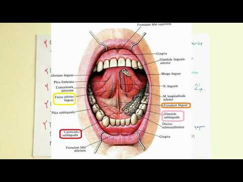 Video: Ağızın vestibülü nədir?