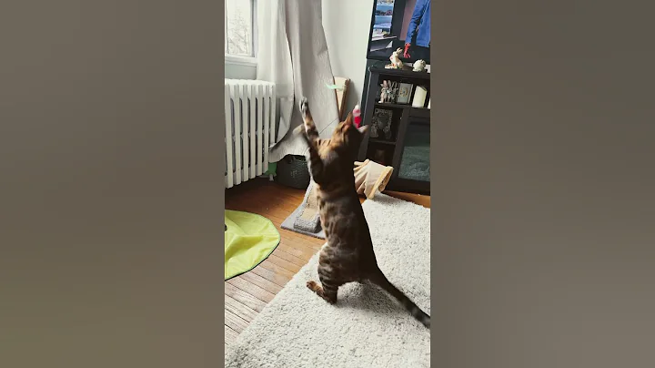 Video 8584821: catlover bengals bengalcat, bengals bengalcat cute, bengalcat cats catlover, bengalcat funny catlover, cats catch