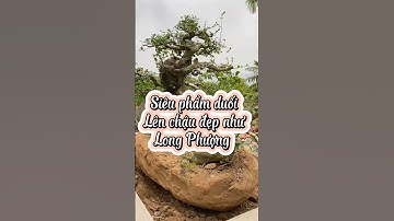 Siêu phẩm duốiLên chậu đẹp như Long Phượng #bonsai #caycanh #caydeplucngan