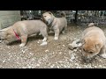 穴にはまった子犬