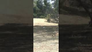 David Attenborough witnesses the Bin Chicken of Australia