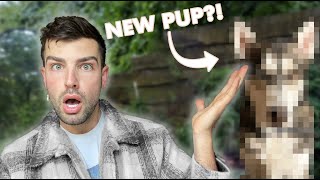 MEET MY NEW PUPPY!