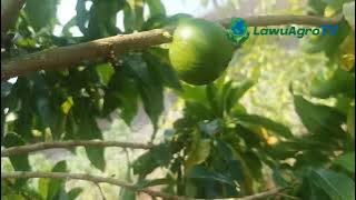 Cara Mudah tutorial Sambung Susu P.ohon Abiu Jumbo Auatralia